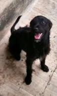 Pipoca