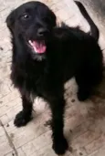 Pipoca