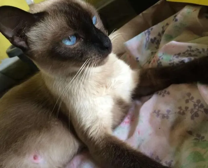 Gato ra a Siamês idade 1 ano nome Sem nome