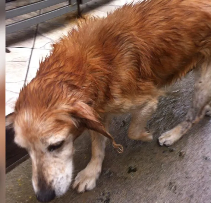 Cachorro ra a Vira-lata misturado com cooker idade  nome Simba