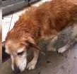 Cachorro raça Vira-lata misturado com cooker idade  nome Simba