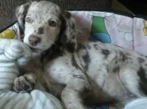 Cachorro raça coque com vira lata  idade Abaixo de 2 meses nome sascha katita