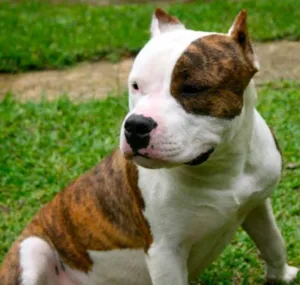 Cachorro raça American Staffordshire Terrier  idade 5 anos nome Dom