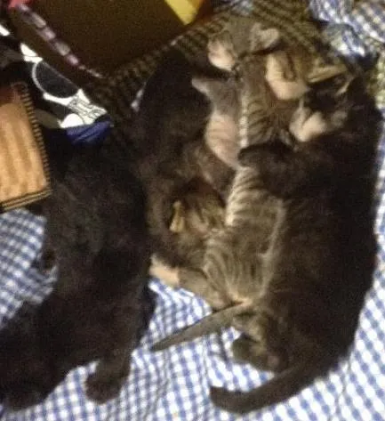 Gato ra a Comum  idade Abaixo de 2 meses nome Gatinhos varios 