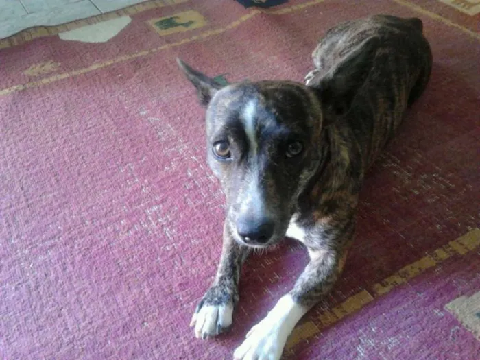 Cachorro ra a vira lata idade 3 anos nome xitara 