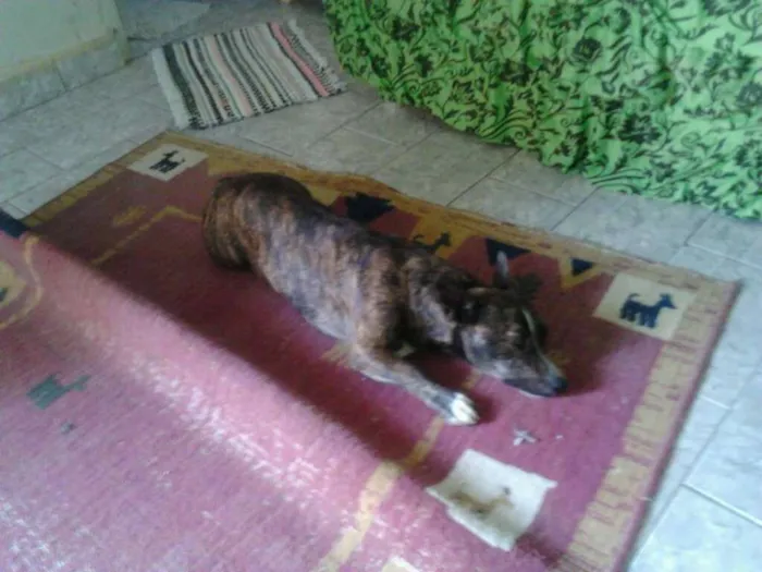 Cachorro ra a vira lata idade 3 anos nome xitara 