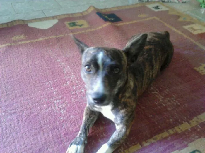 Cachorro ra a vira lata idade 3 anos nome xitara 