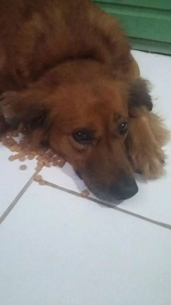 Cachorro ra a Mistura de Fila com vira lata idade 6 ou mais anos nome Bethoven