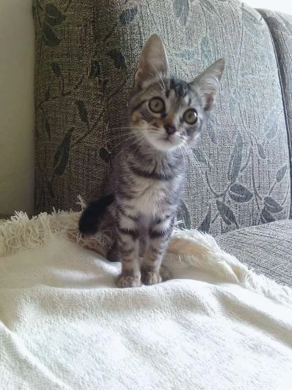 Gato raça Raça não definida idade Abaixo de 2 meses nome Nike