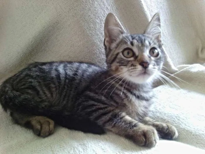 Gato raça Raça não definida idade Abaixo de 2 meses nome Nike