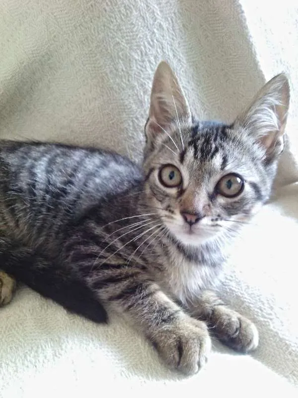 Gato raça Raça não definida idade Abaixo de 2 meses nome Nike