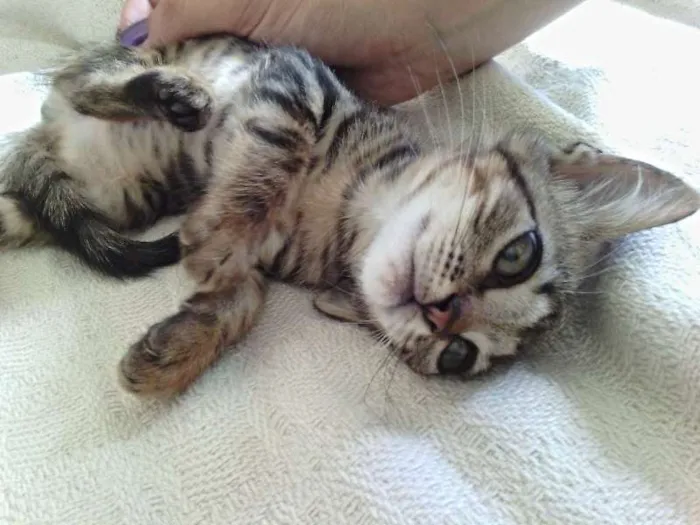 Gato raça Ração não definida idade Abaixo de 2 meses nome Dara