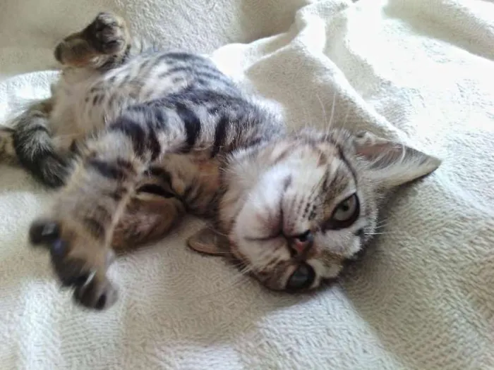 Gato raça Ração não definida idade Abaixo de 2 meses nome Dara