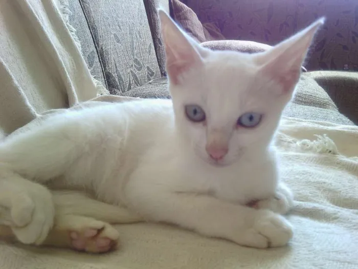 Gato raça Ração não definida idade 2 a 6 meses nome Mila