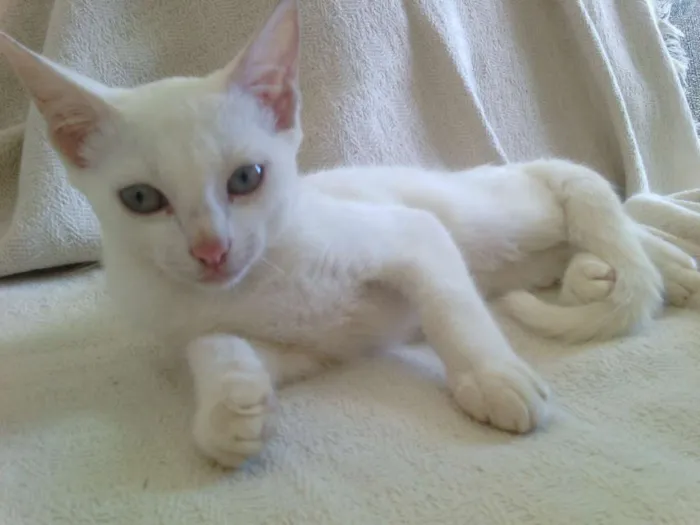 Gato raça Ração não definida idade 2 a 6 meses nome Mila