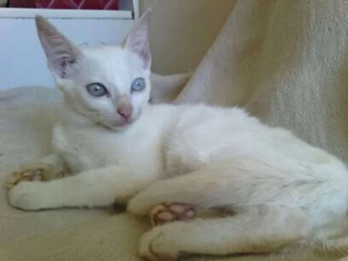 Gato raça Ração não definida idade 2 a 6 meses nome Mila
