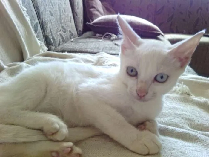 Gato raça Ração não definida idade 2 a 6 meses nome Mila