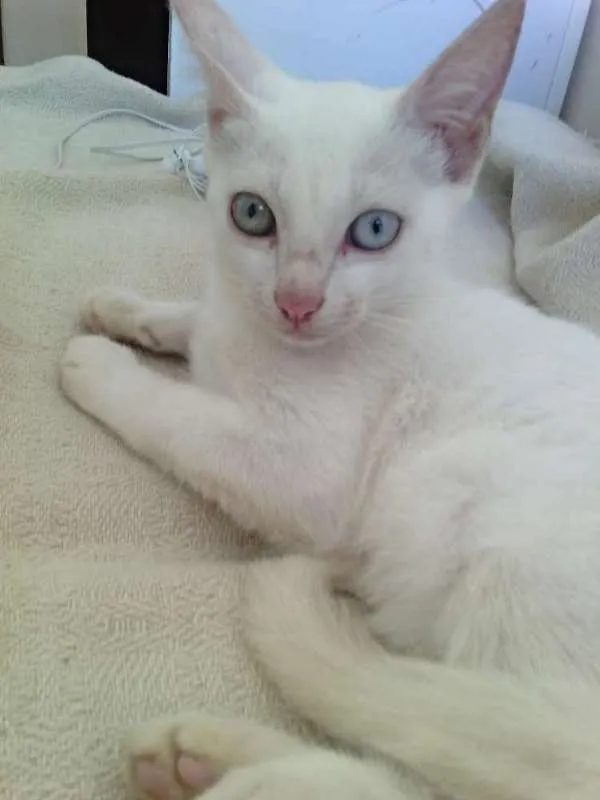 Gato raça Ração não definida idade 2 a 6 meses nome Mila
