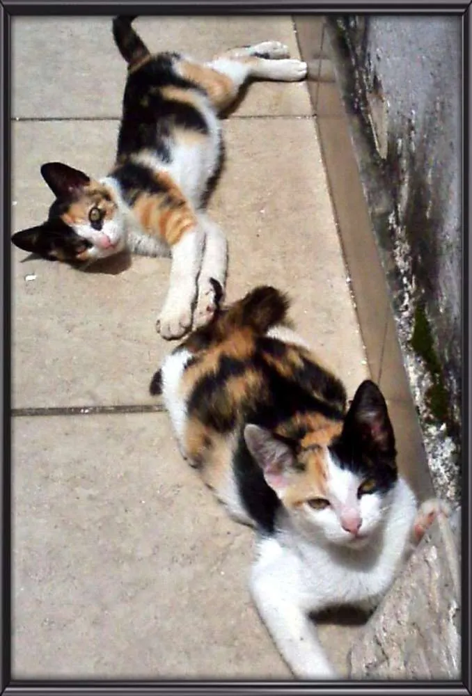 Gato ra a  idade 2 a 6 meses nome Mel e Lina