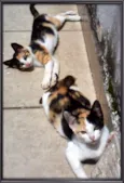 Mel e Lina