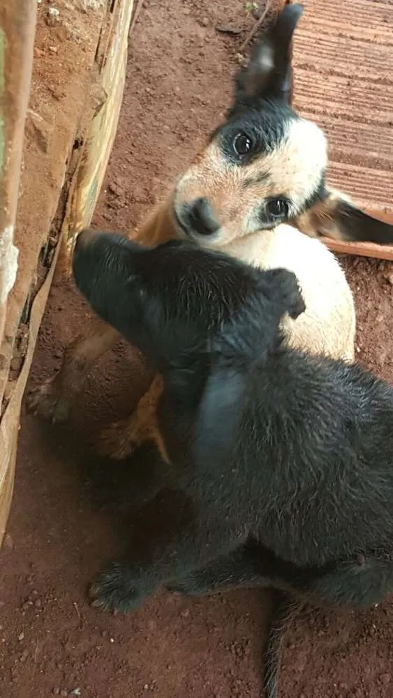 Cachorro ra a SDR idade 2 a 6 meses nome Ninhada com 5 filho