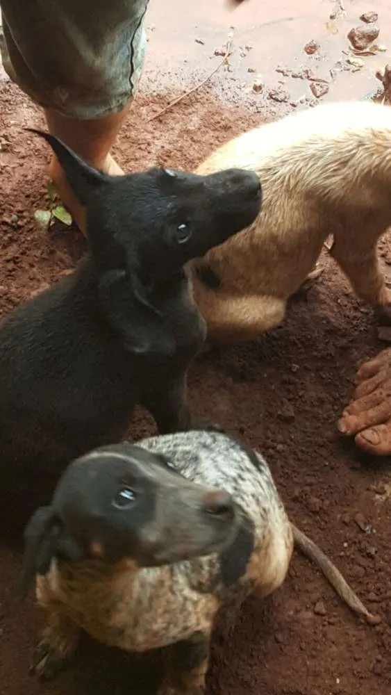 Cachorro ra a SDR idade 2 a 6 meses nome Ninhada com 5 filho