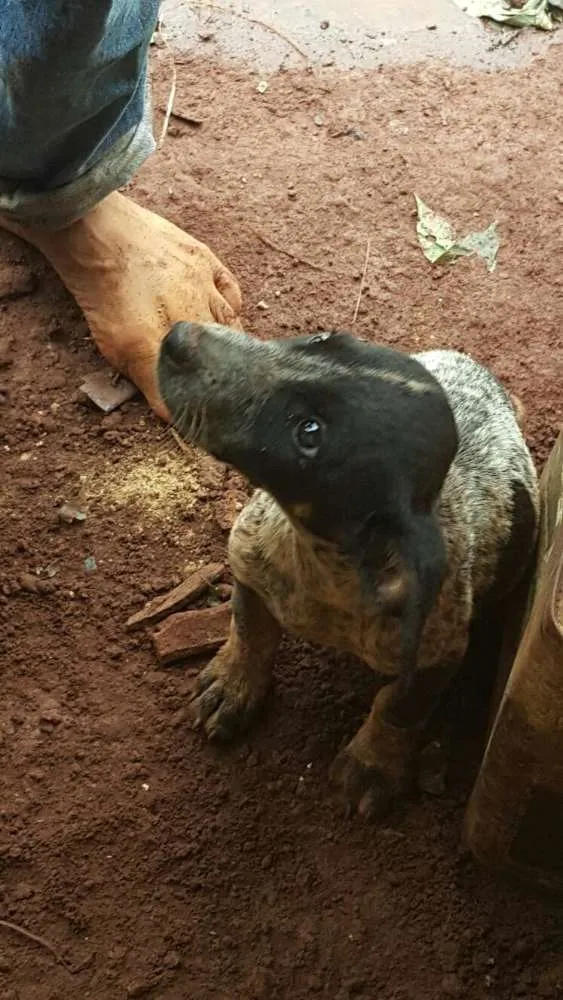 Cachorro ra a SDR idade 2 a 6 meses nome Ninhada com 5 filho