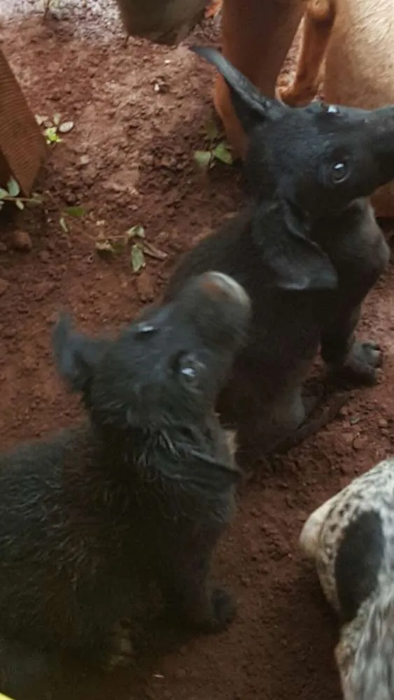 Cachorro ra a SDR idade 2 a 6 meses nome Ninhada com 5 filho