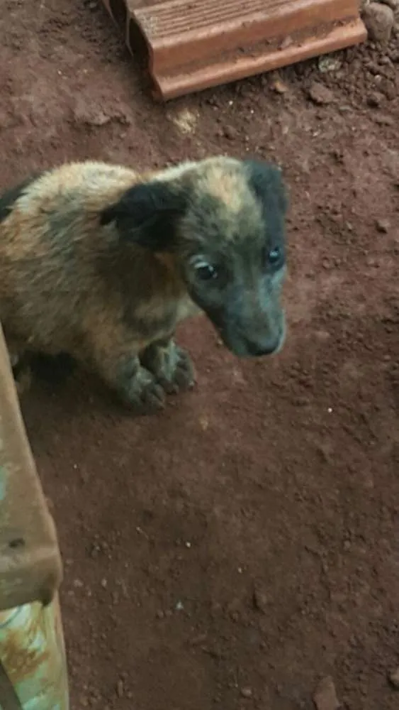 Cachorro ra a SDR idade 2 a 6 meses nome Ninhada com 5 filho