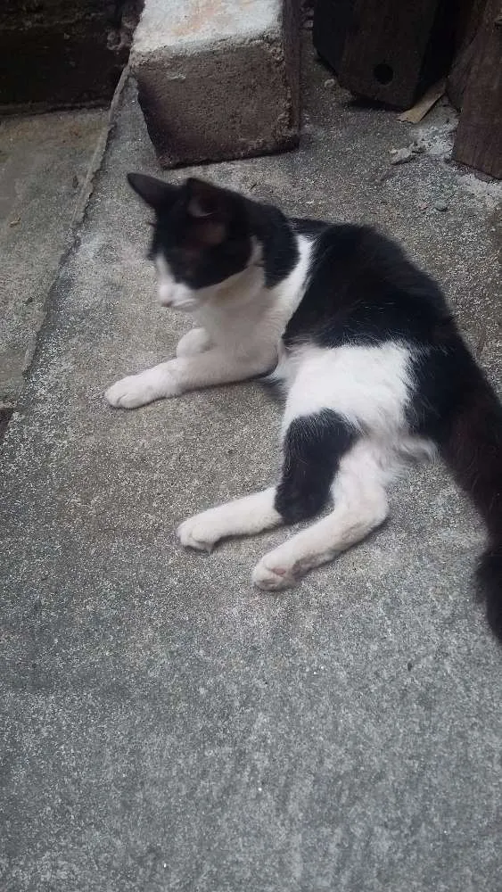 Gato raça nenhum idade 2 a 6 meses nome pequena