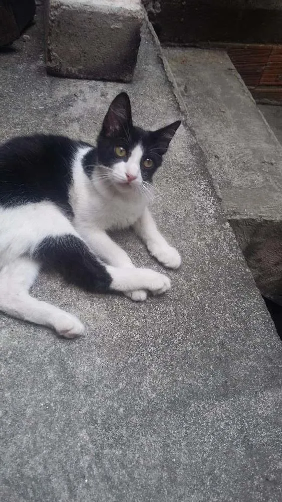 Gato raça nenhum idade 2 a 6 meses nome pequena