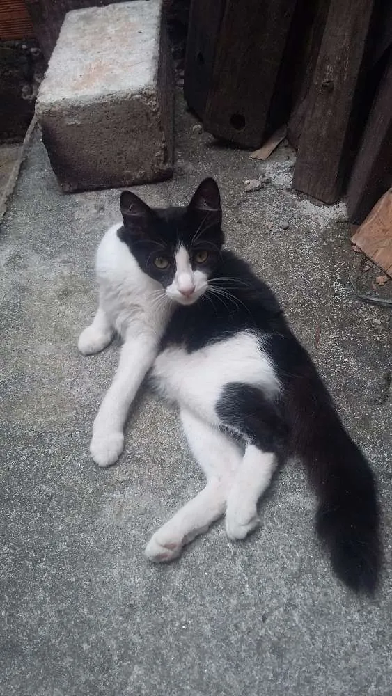 Gato raça nenhum idade 2 a 6 meses nome pequena