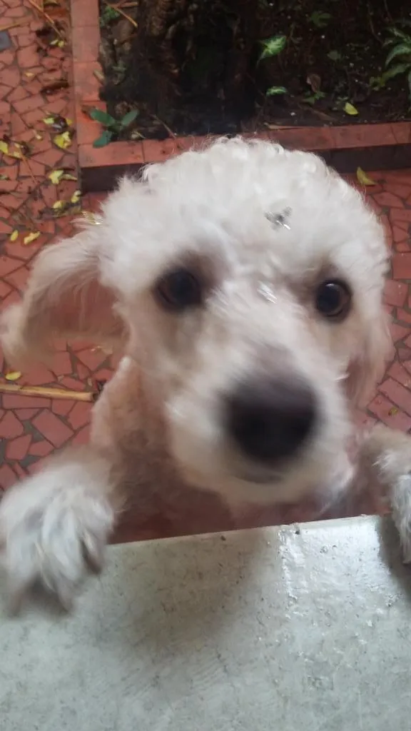 Cachorro ra a poodle idade 2 anos nome Meg