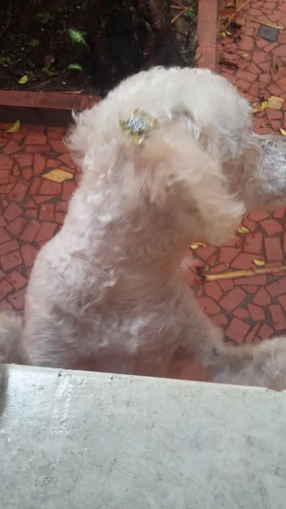Cachorro ra a poodle idade 2 anos nome Meg