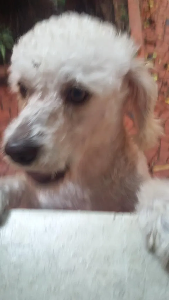 Cachorro ra a poodle idade 2 anos nome Meg