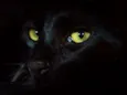 Caju