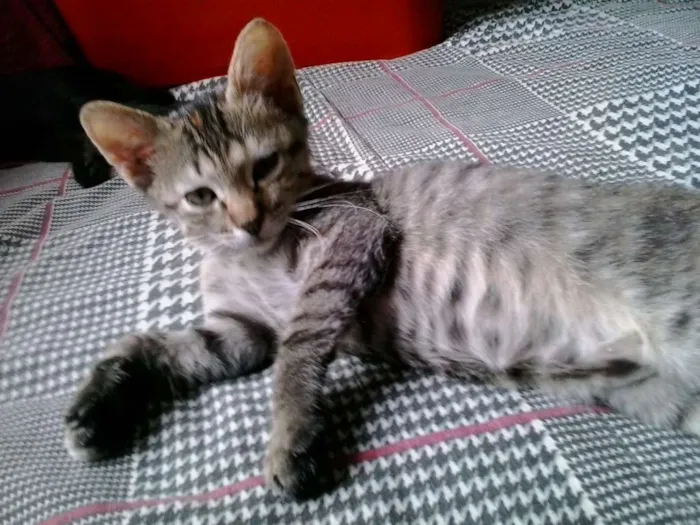 Gato ra a  idade 2 a 6 meses nome Tigresa