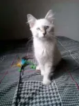 Prince