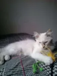 Prince