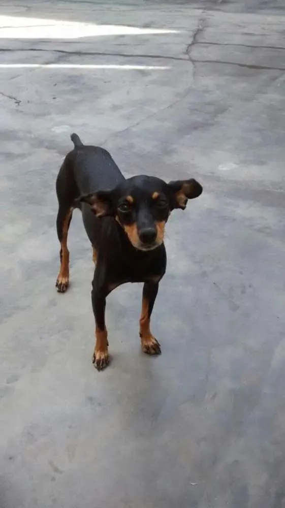 Cachorro ra a Pinscher idade 4 anos nome GABI