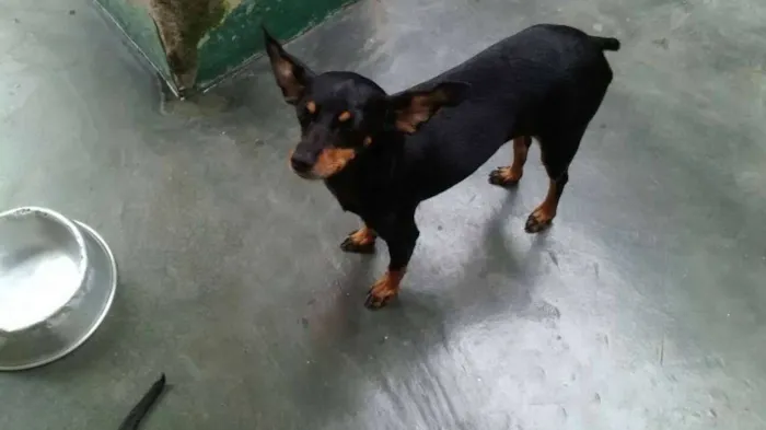 Cachorro ra a Pinscher idade 4 anos nome GABI