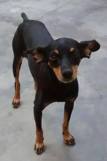 Cachorro ra a Pinscher idade 4 anos nome GABI