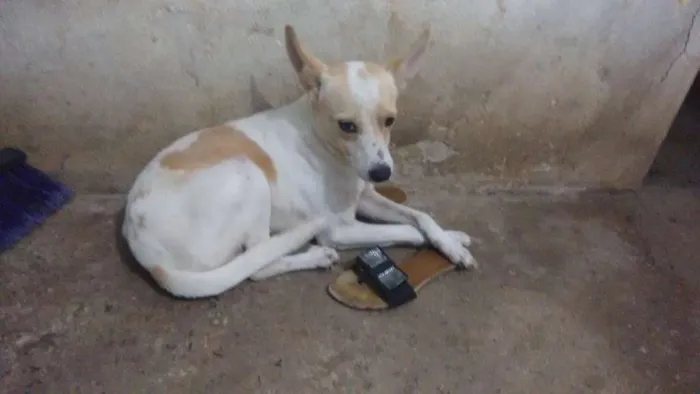 Cachorro ra a Pudo com viralata idade 2 anos nome Marley