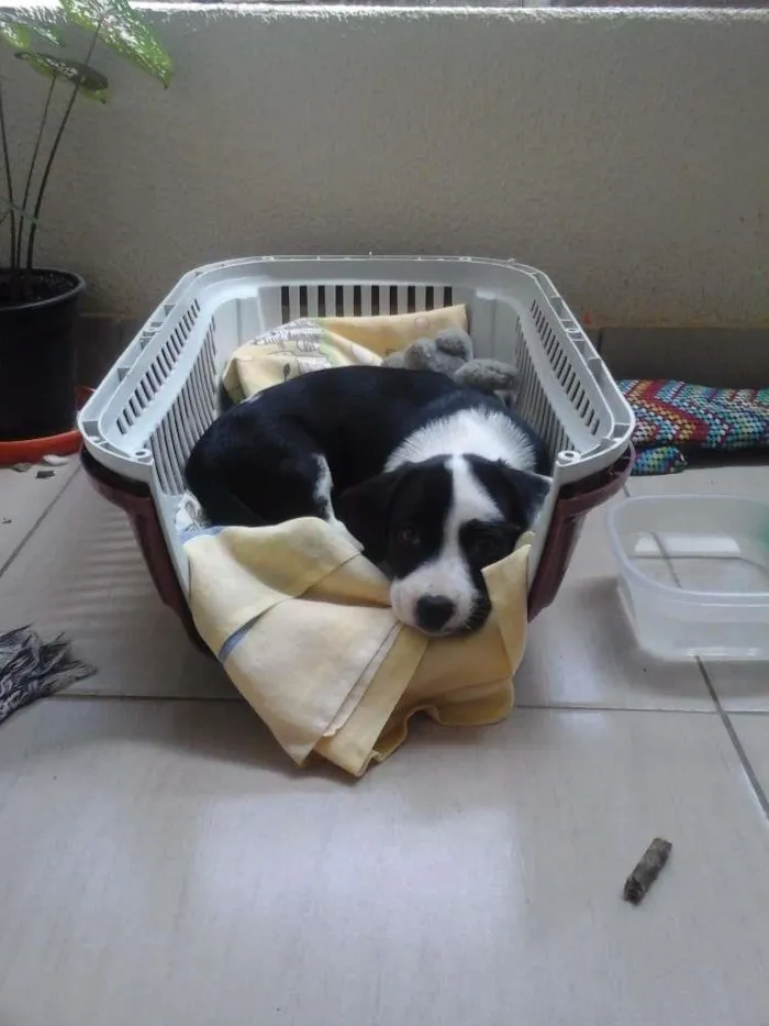 Cachorro ra a vira lata idade 2 a 6 meses nome lupita
