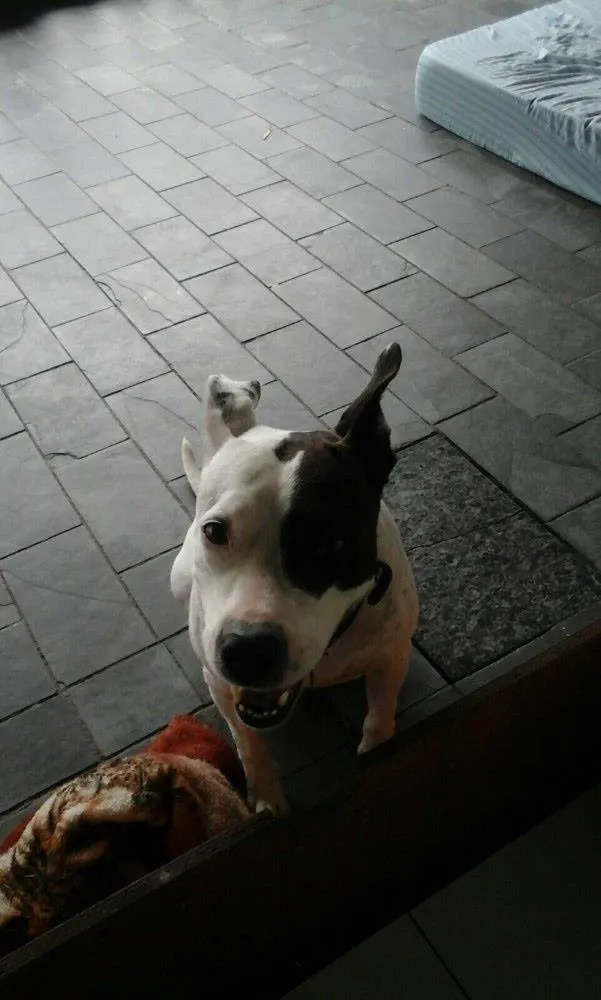 Cachorro ra a Vira lata pitbull idade 3 anos nome Belinha