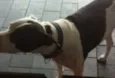 Belinha