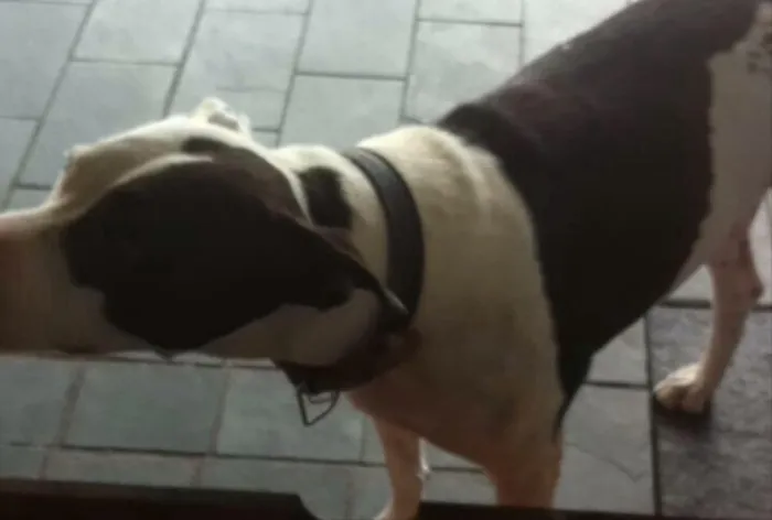 Cachorro ra a Vira lata pitbull idade 3 anos nome Belinha