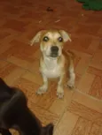 Paçoca