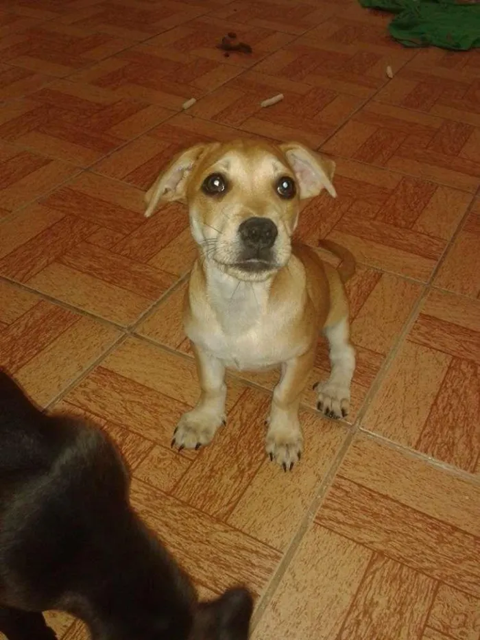 Cachorro ra a  idade 2 a 6 meses nome Paçoca