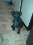 Bob